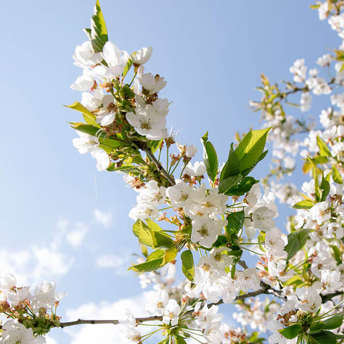 Notre philosophie - Apiculture du Gros-de-Vaud